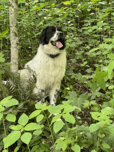 Entry image for Freya. Clicking this image will show a larger photo