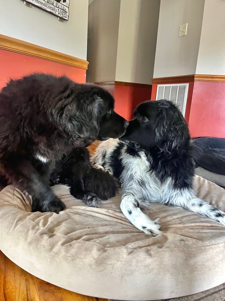 Entry image for Zoey & Cooper. Clicking this image will show a larger photo