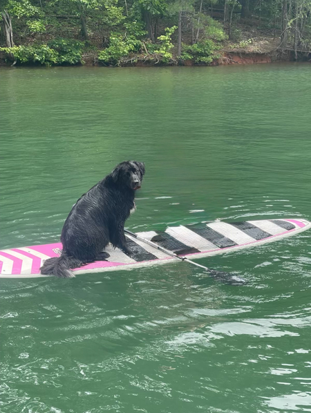 Entry image for Angus. Clicking this image will show a larger photo