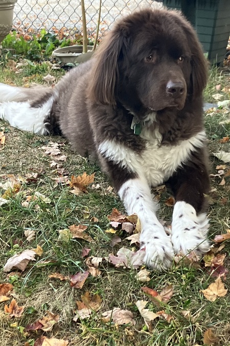 Entry image for Finn. Clicking this image will show a larger photo