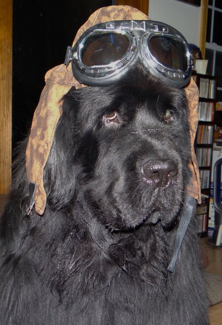 Entry image for Rufus. Clicking this image will show a larger photo