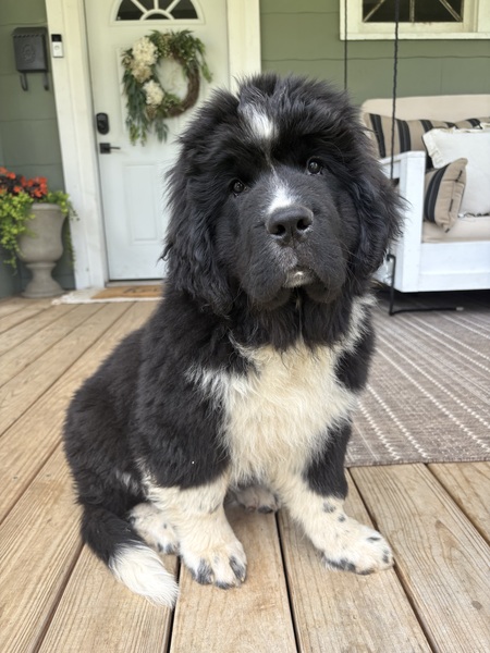 Entry image for Rosie. Clicking this image will show a larger photo