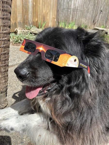 Entry image for Penny. Clicking this image will show a larger photo