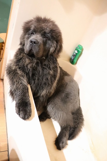 Entry image for Argos the Grey . Clicking this image will show a larger photo