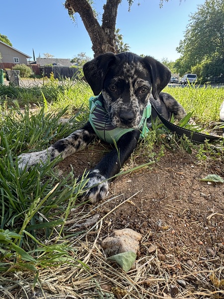 Bella