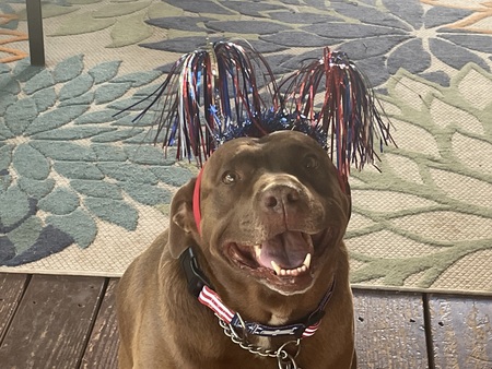 Stella