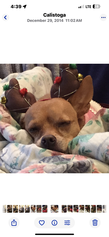 Tiki