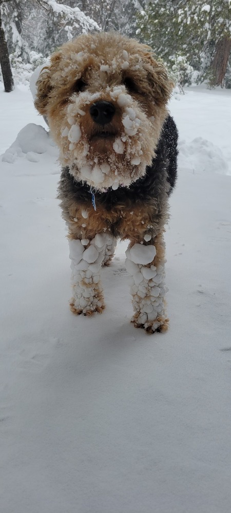 Stella