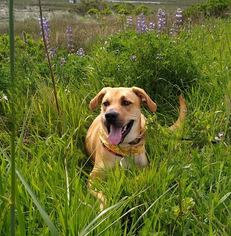 Nellie