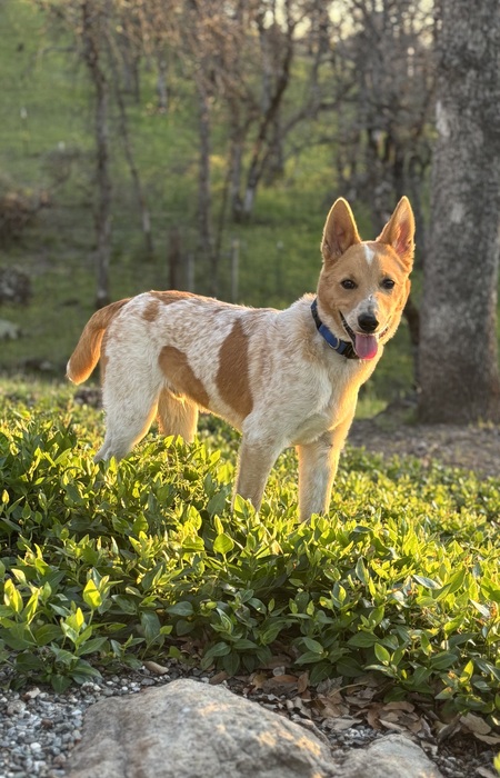 Ryder