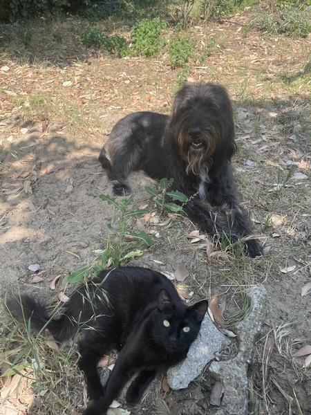 Shadow and Binx