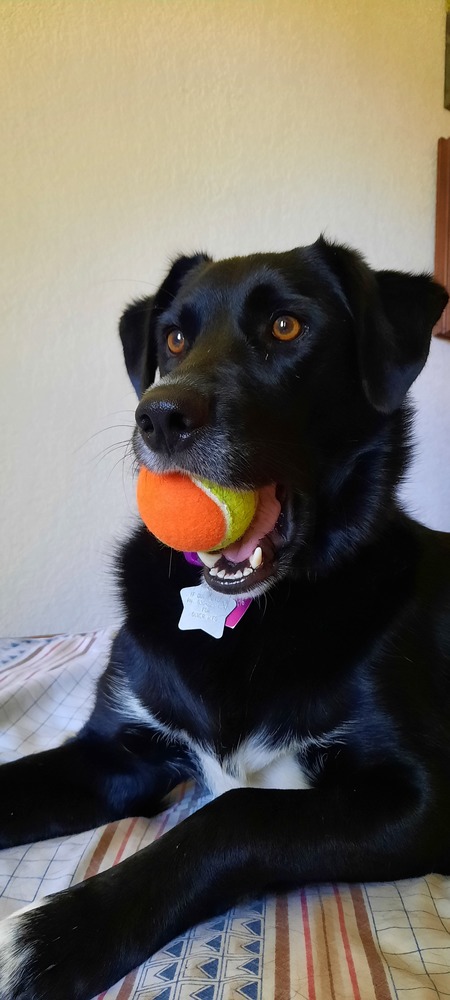 Shyla
