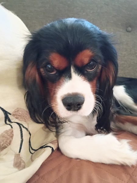 Sophie