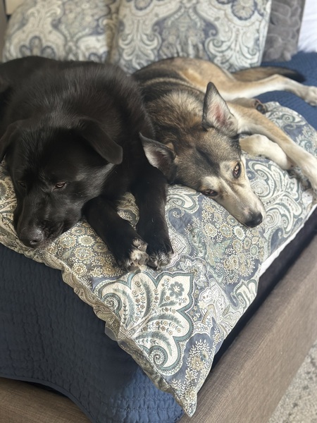 Ace and Dodger