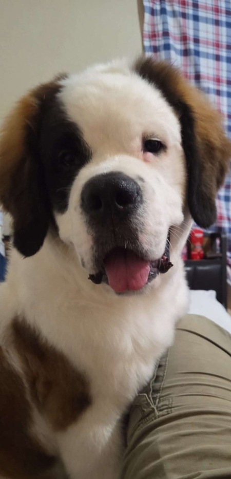 Daisy
