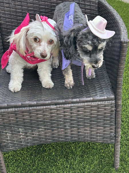 Daisy and Mazie