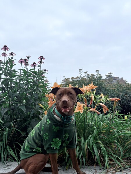 Coco 