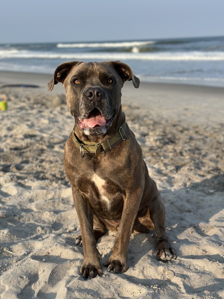 Dozer