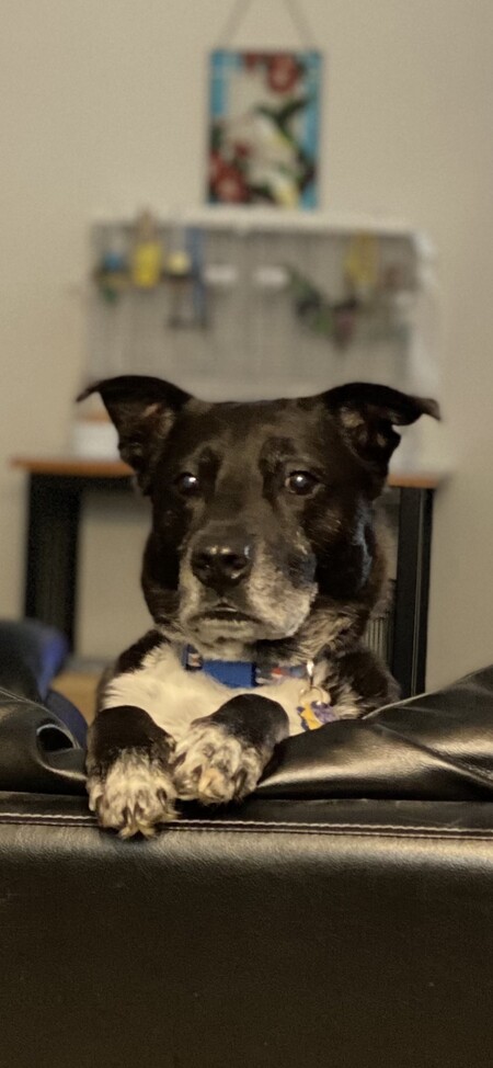 Ringo