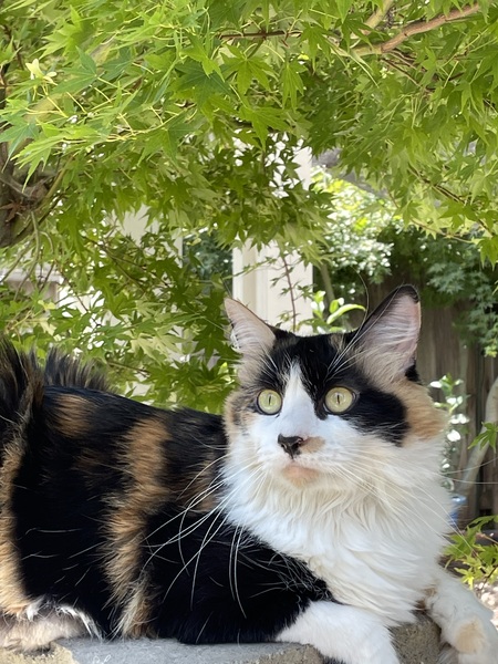 Sophie