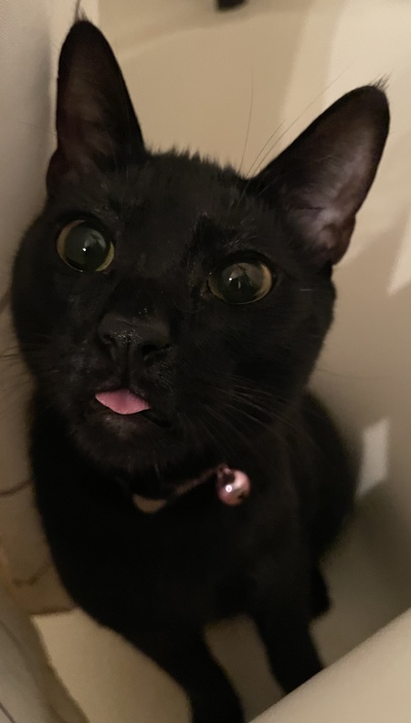 Mavis