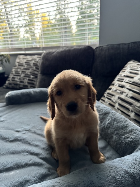 Bella