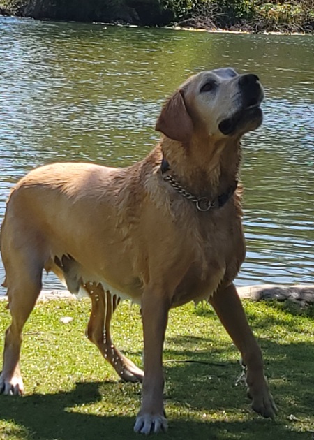 Sammy