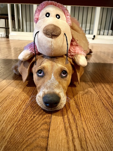 Waylon