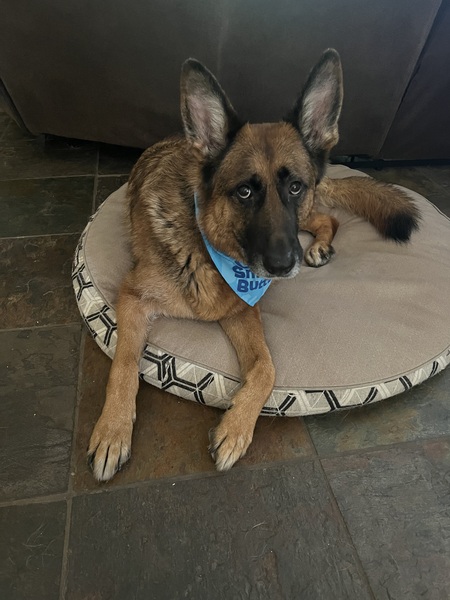 Achilles 