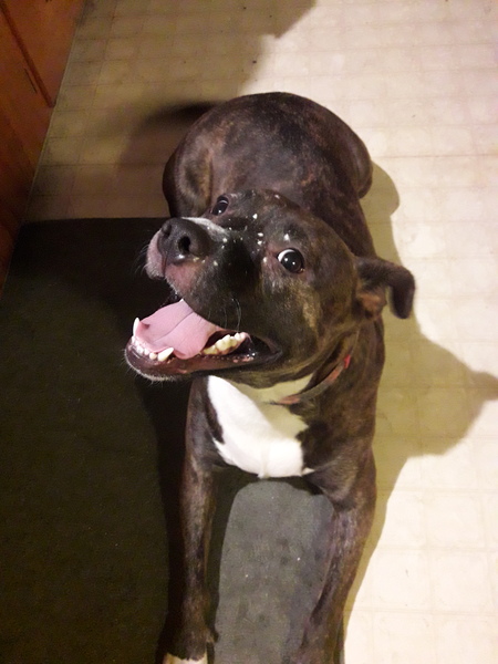 Koda