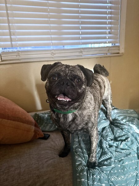 Oreo 