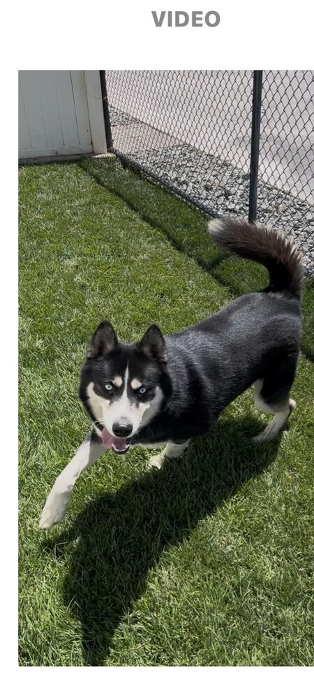 Balto