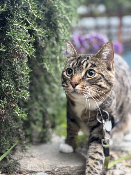 Ryder_brewery_cat