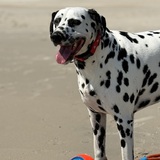 Entry image for Marlin