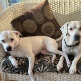 Entry image for Ophelia and Oreo