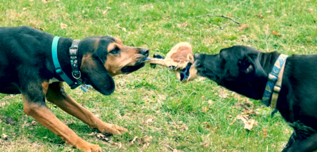 Leila (left) and Calvin