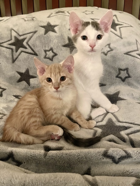 Biscuit and Scamper