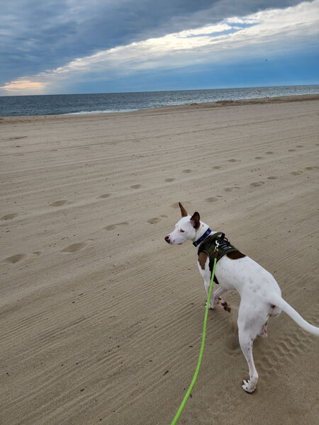 Odie