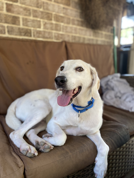 Gus