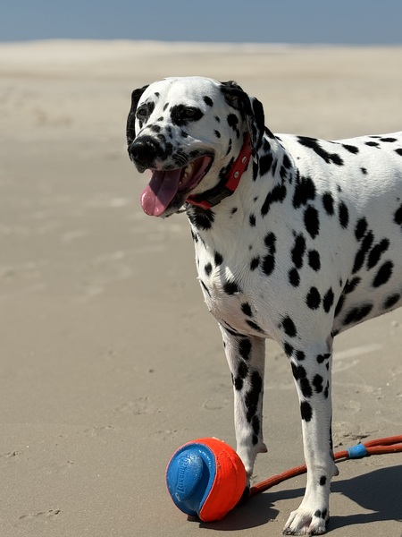 Entry image for Marlin. Clicking this image will show a larger photo