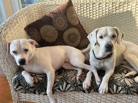 Entry image for Ophelia and Oreo. Clicking this image will show a larger photo