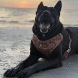 Entry image for Lady