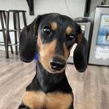 Entry image for Wednesday Friday Addams 