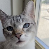 Entry image for Ponyo