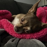 Entry image for Nana