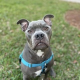 Entry image for Butty