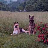 Entry image for Ella and Grimm