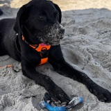 Entry image for Sunny