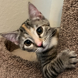 Entry image for Hazel