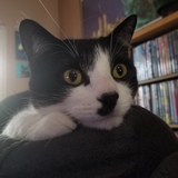 Entry image for Gizmo